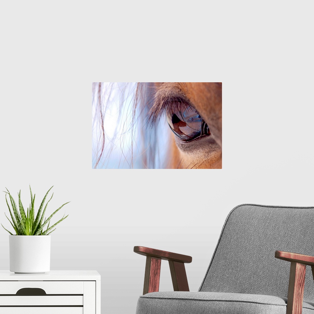 A modern room featuring Landscape, close up photograph of eye and eyelashes of a brown horse, with small pieces of its ma...