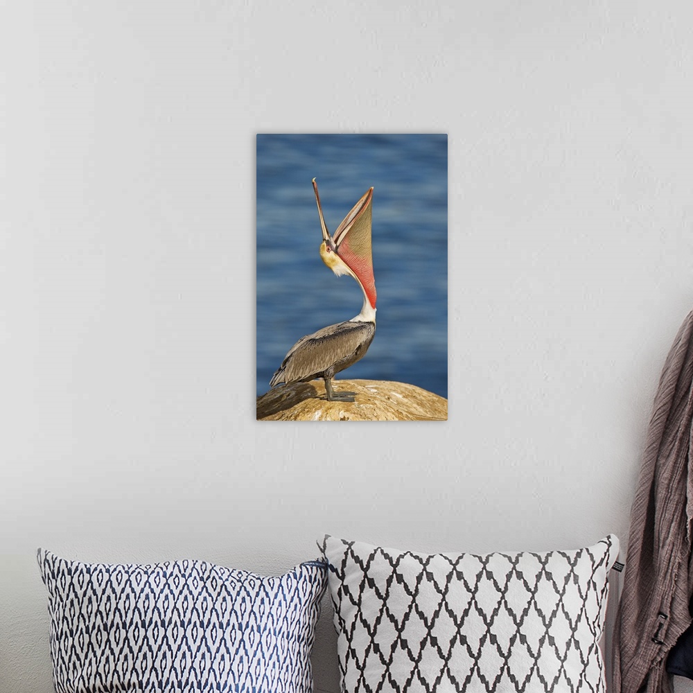 A bohemian room featuring Brown Pelican with mouth open