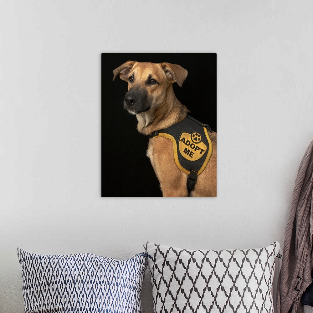 A bohemian room featuring Brown rescue dog with adopt me vest.