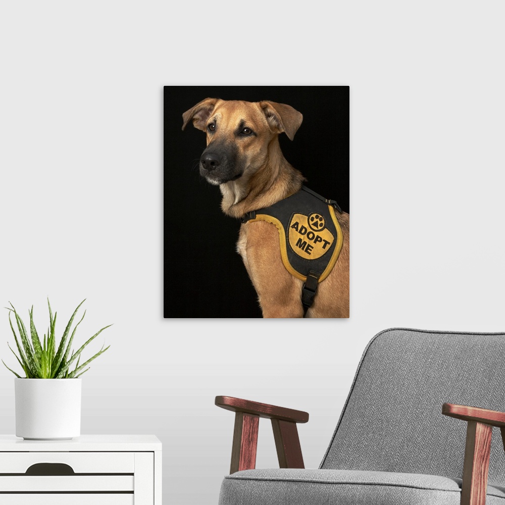 A modern room featuring Brown rescue dog with adopt me vest.