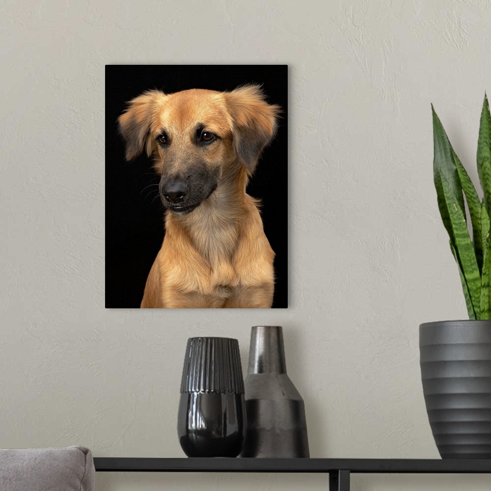 A modern room featuring Brown resuce dog with black nose on black.
