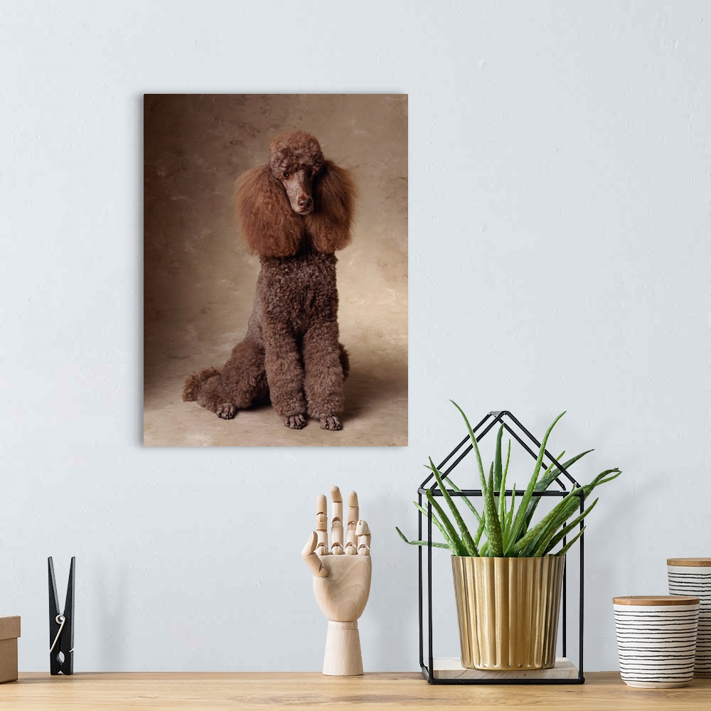 A bohemian room featuring Brown Standard Poodle