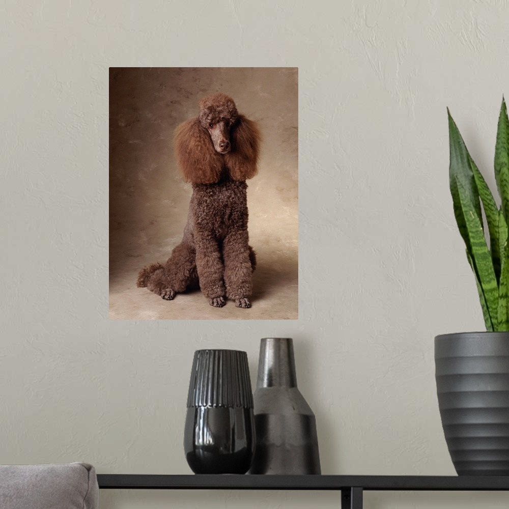 A modern room featuring Brown Standard Poodle