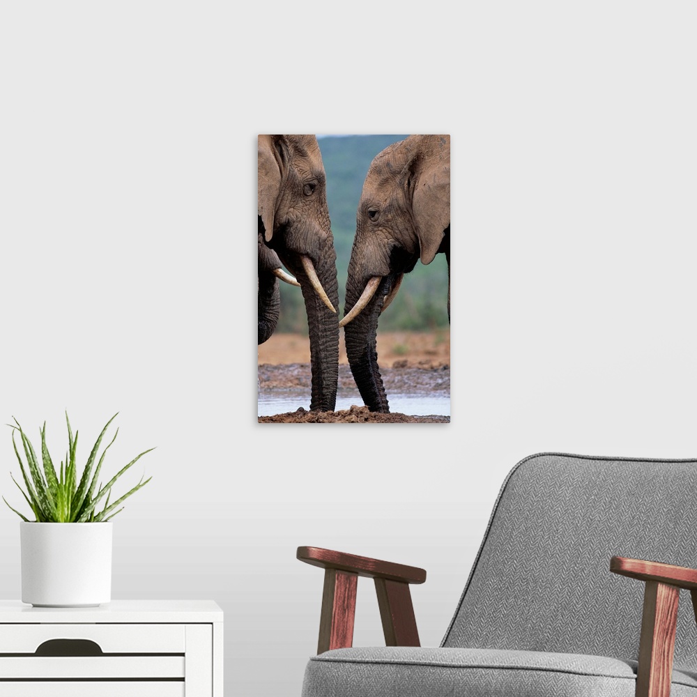 A modern room featuring Bull Elephants At A Water Hole