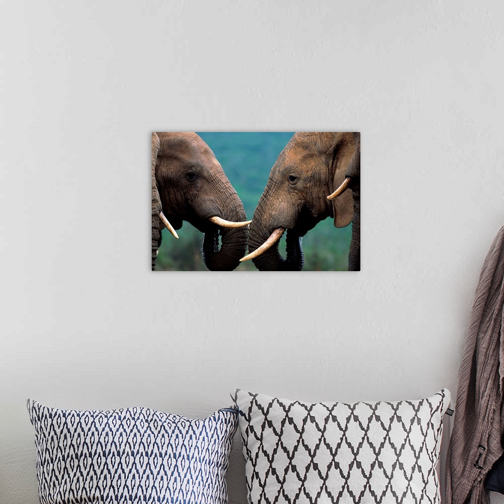 A bohemian room featuring Bull Elephants At Water Hole