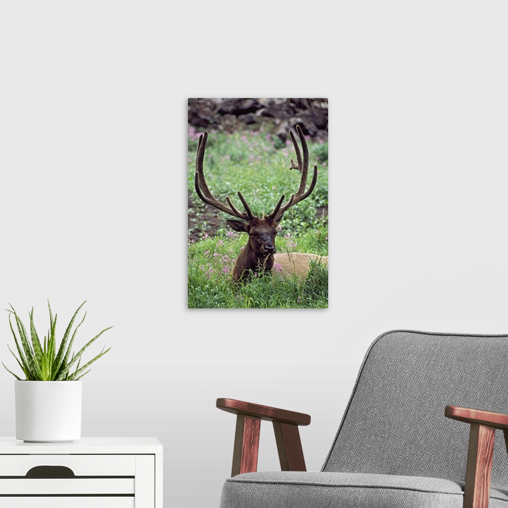 A modern room featuring Bull Elk Resting In Alpine Meadow With Antlers In Velvet