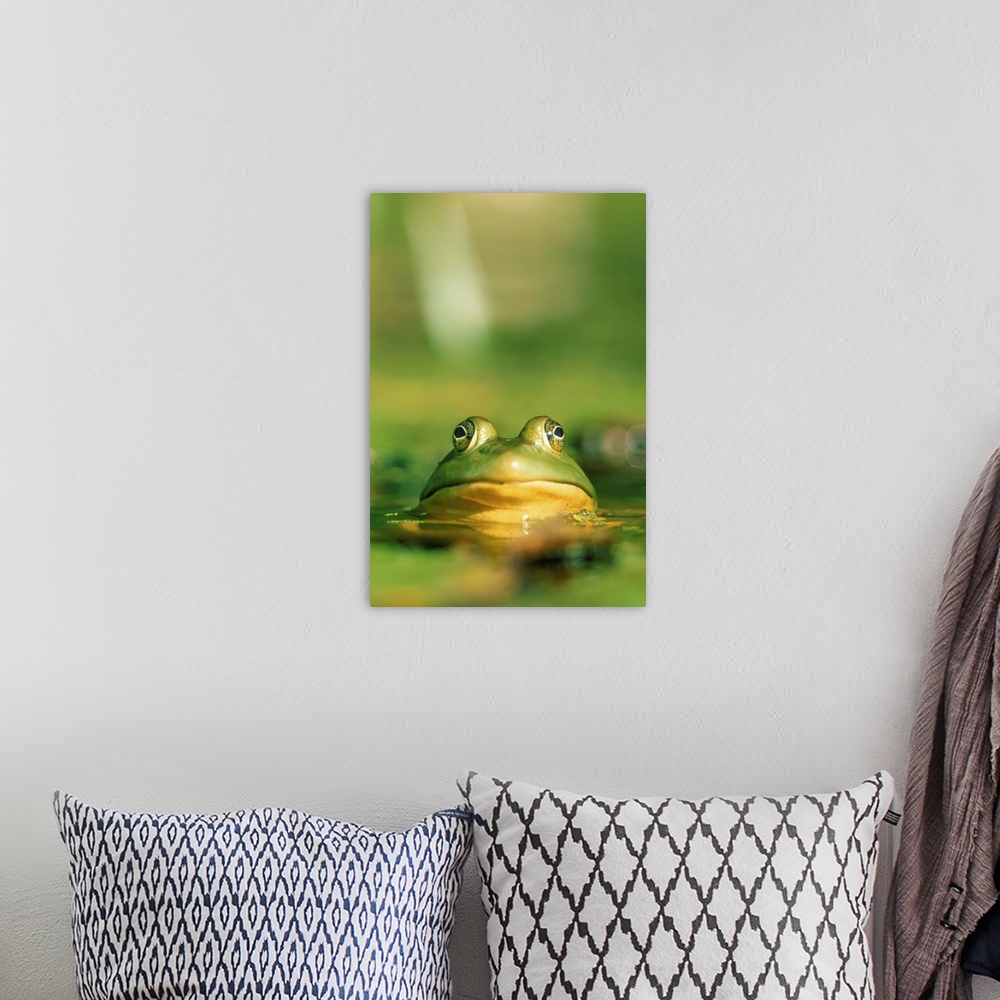 A bohemian room featuring Bull Frog