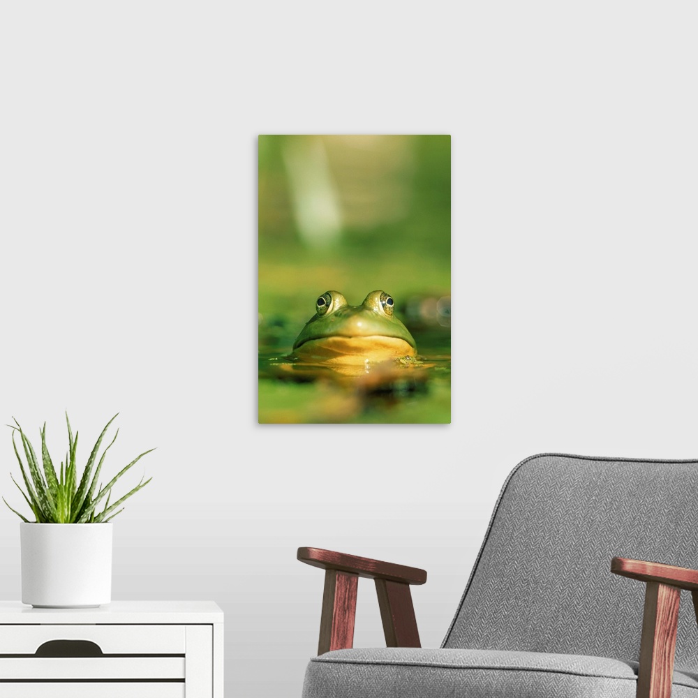 A modern room featuring Bull Frog