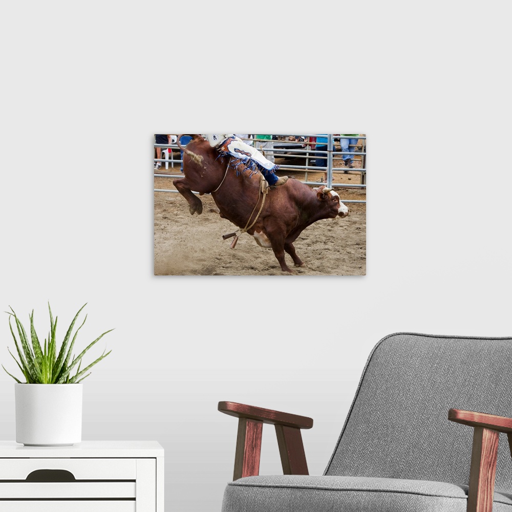 A modern room featuring Bull Rider At Rodeo