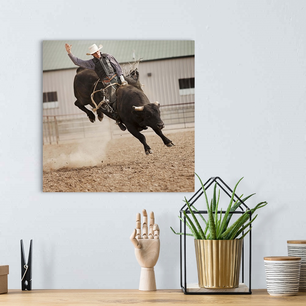 A bohemian room featuring USA, Utah, Highland, Bull rider during rodeo