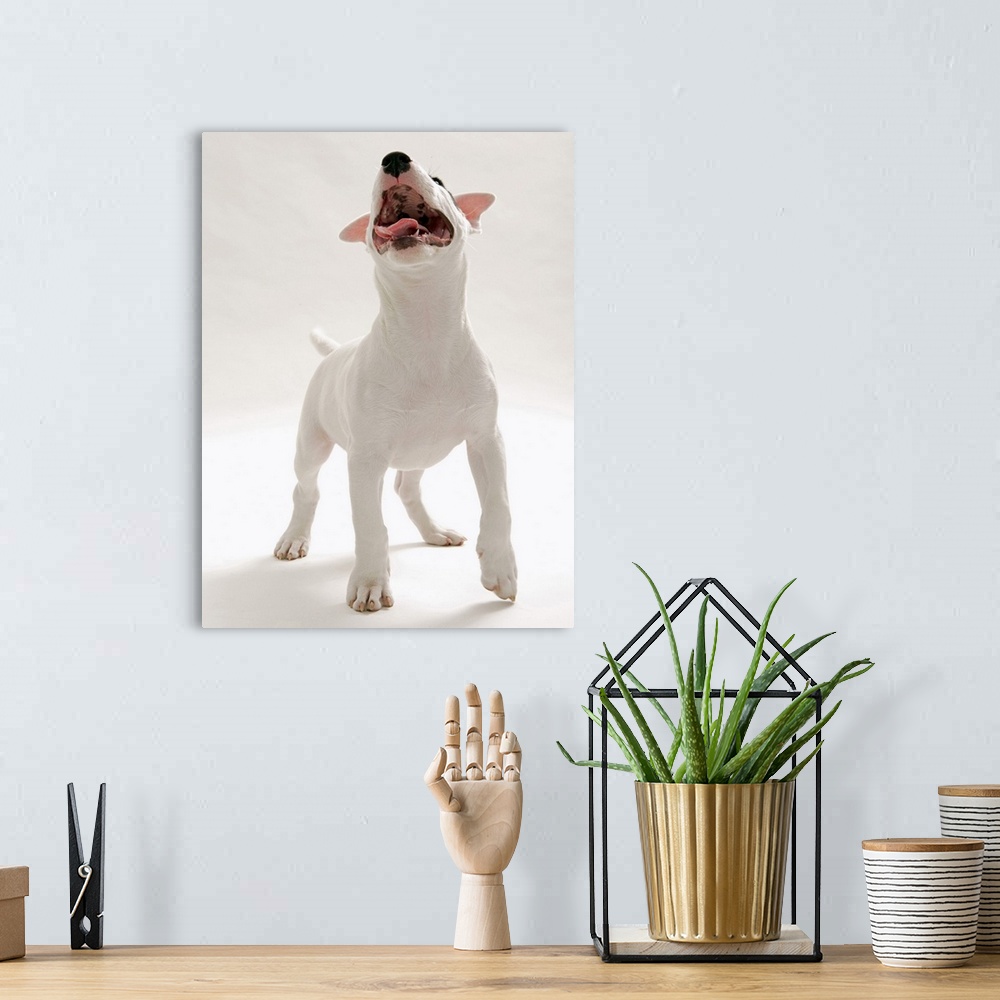 A bohemian room featuring Bull Terrier