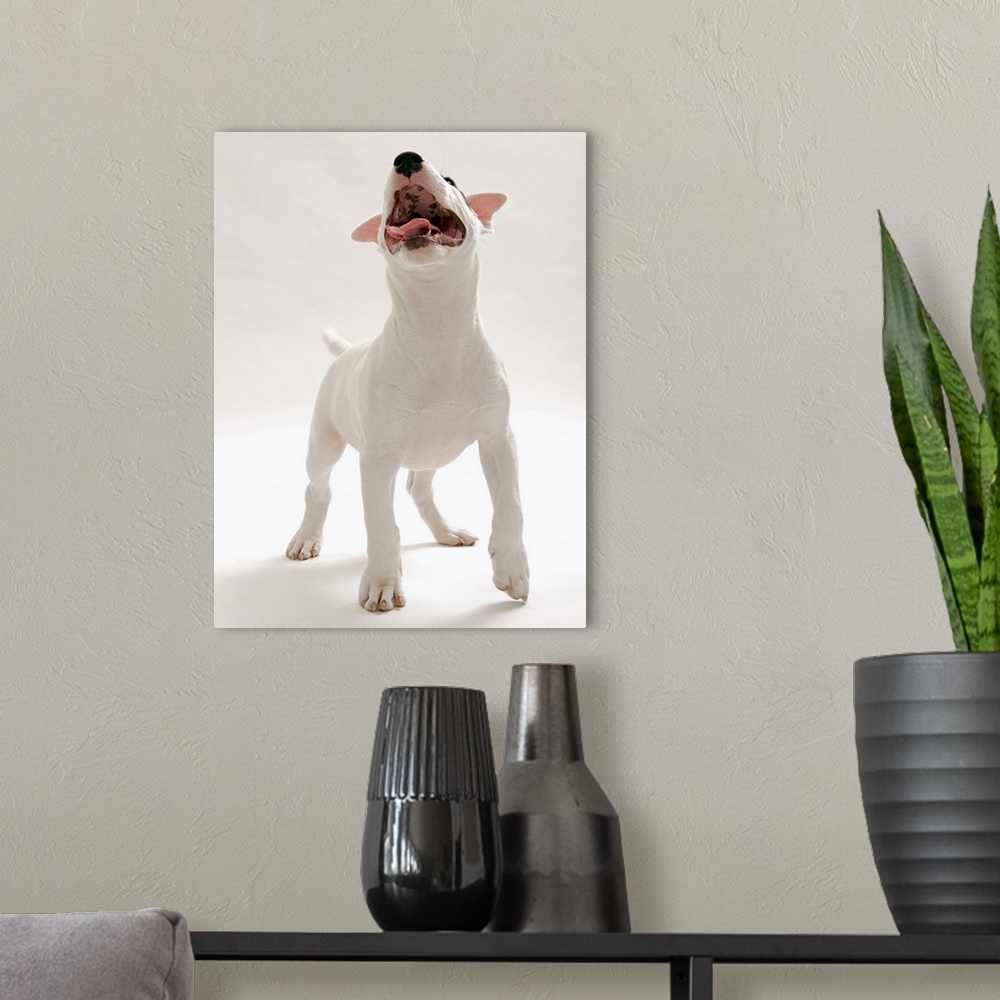 A modern room featuring Bull Terrier