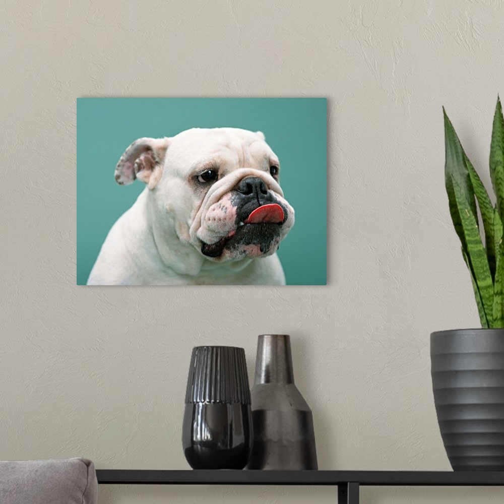 A modern room featuring Bulldog