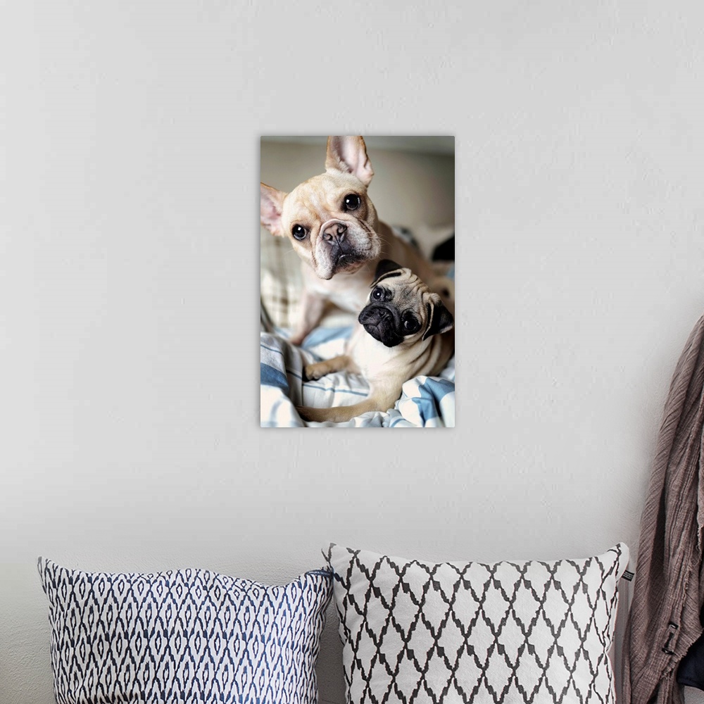 A bohemian room featuring Portrait of French bulldog and pug.