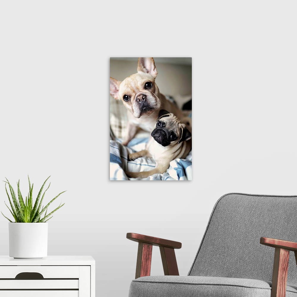 A modern room featuring Portrait of French bulldog and pug.