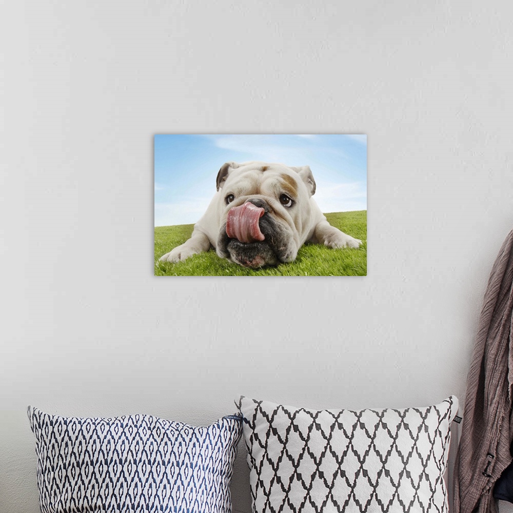 A bohemian room featuring Bulldog Lying on Grass Licking Lips