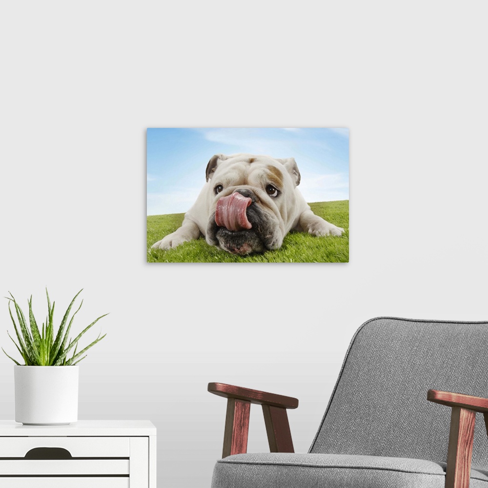A modern room featuring Bulldog Lying on Grass Licking Lips