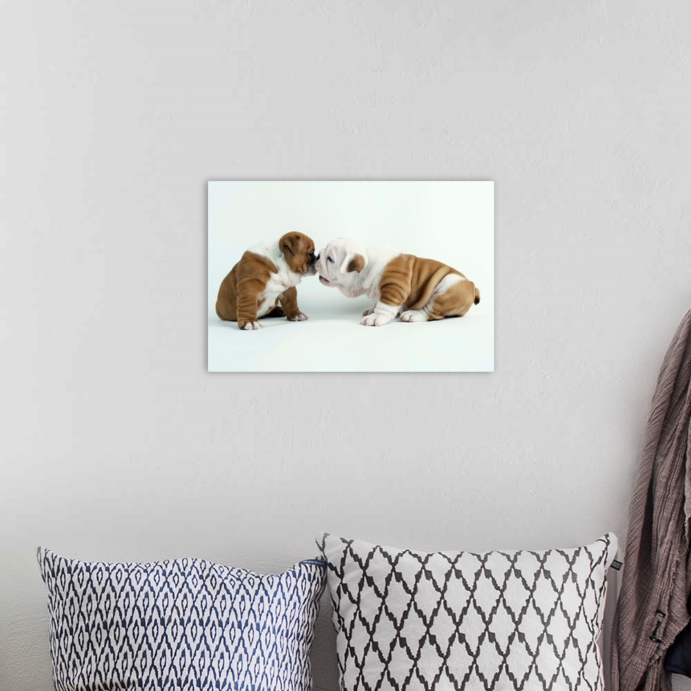A bohemian room featuring Bulldog Puppies Playing