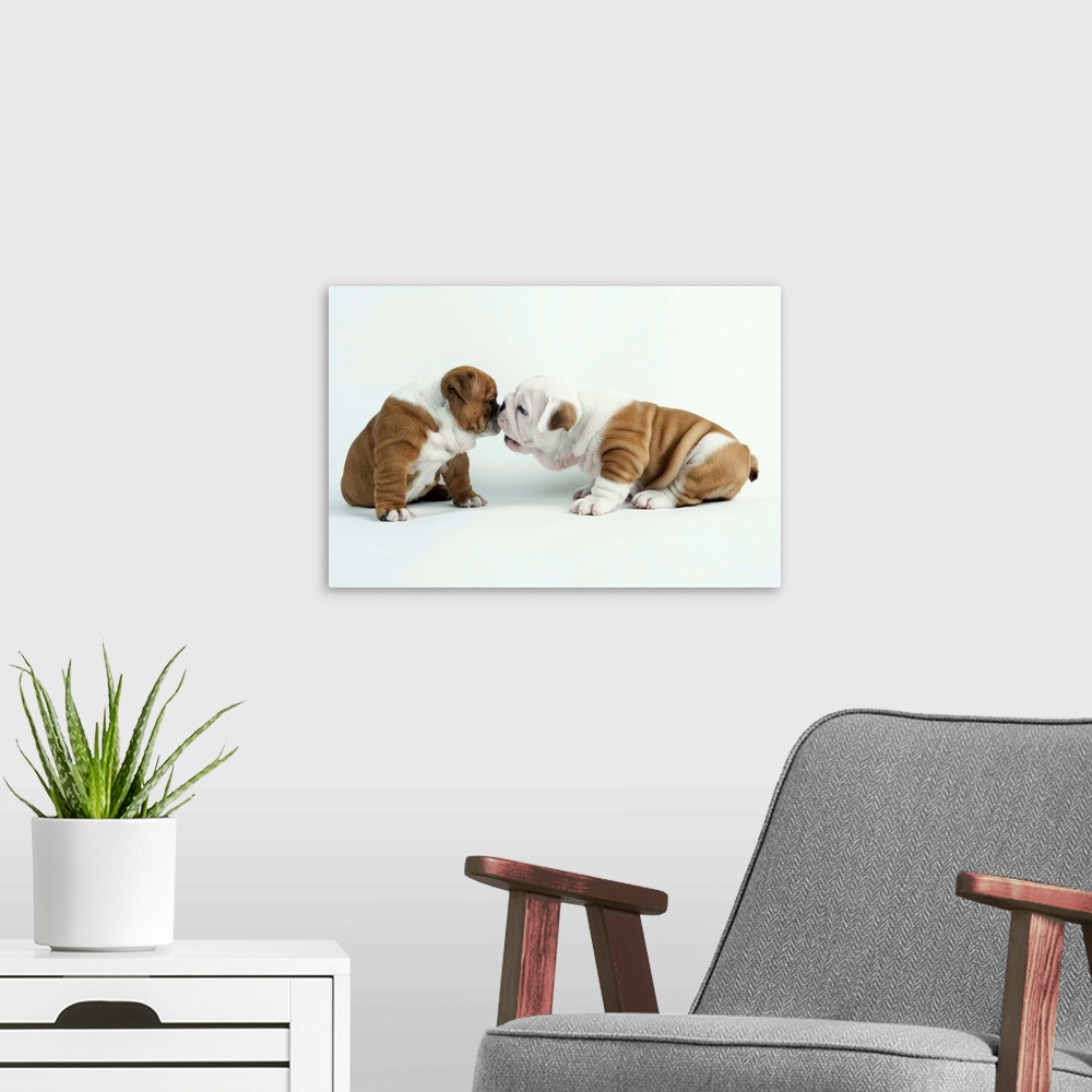 A modern room featuring Bulldog Puppies Playing