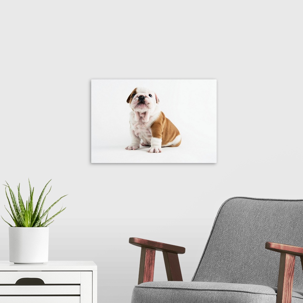 A modern room featuring Bulldog Puppy