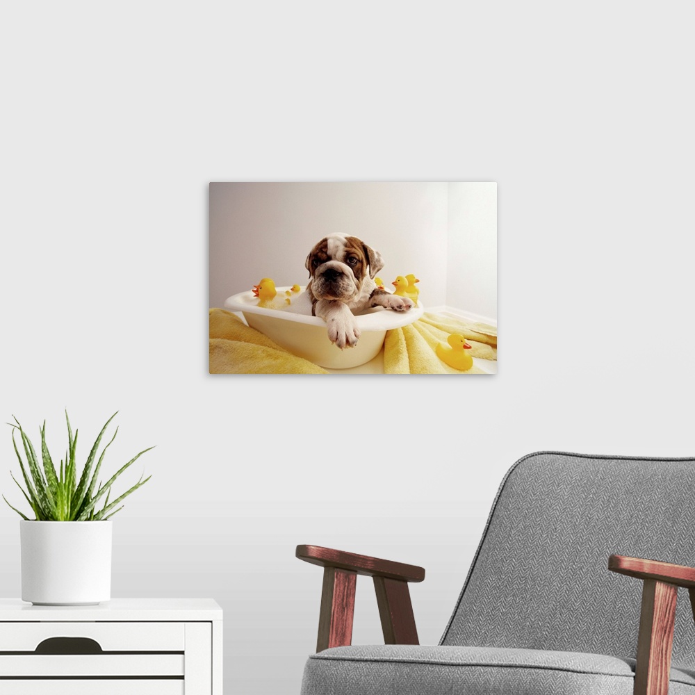A modern room featuring Bulldog Puppy In Miniature Bathtub