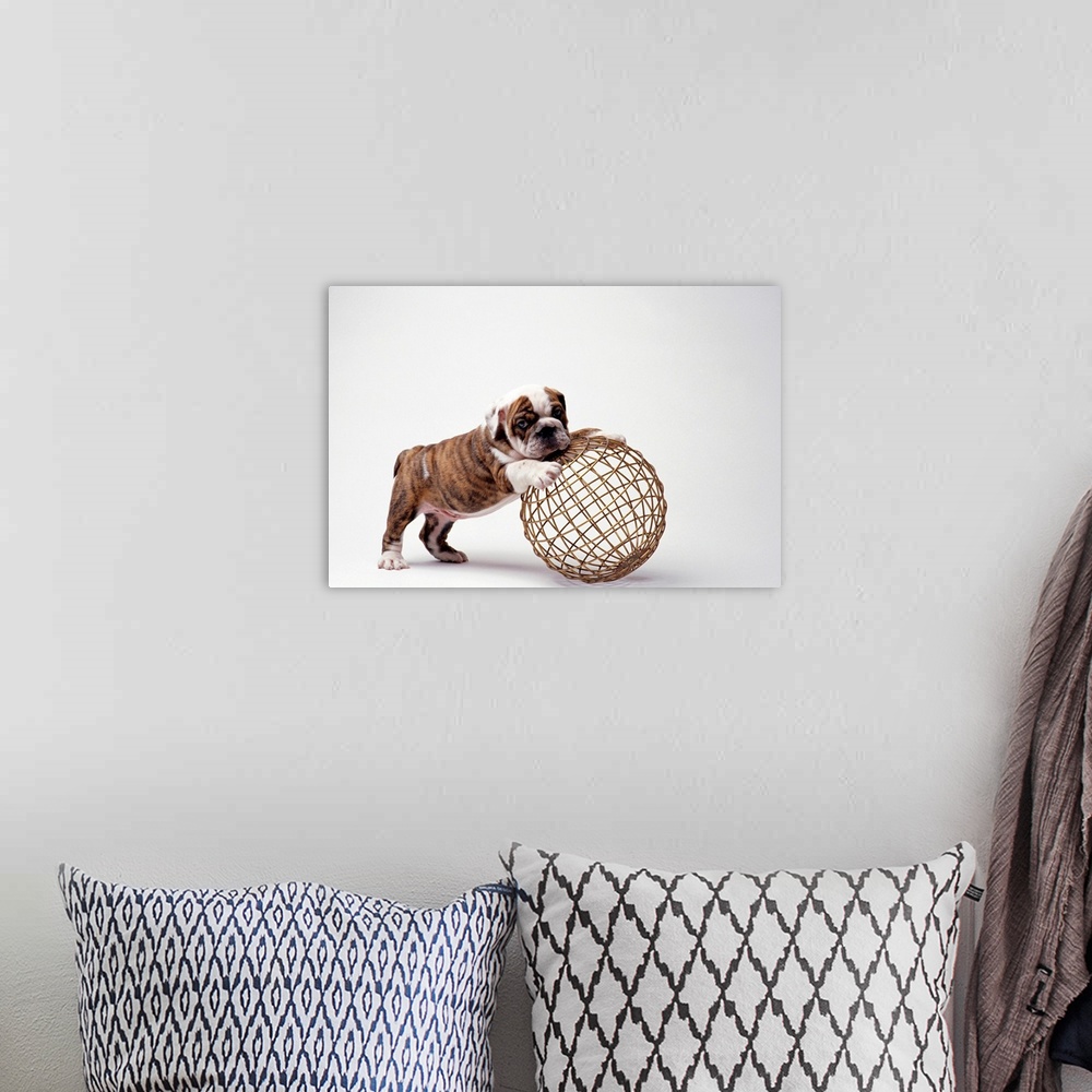 A bohemian room featuring Bulldog Puppy Playing With Metal Sphere