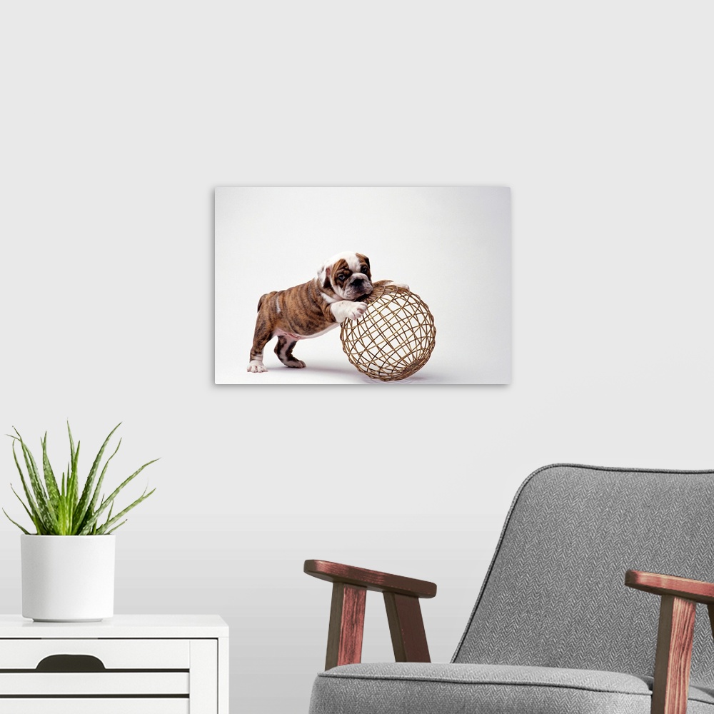 A modern room featuring Bulldog Puppy Playing With Metal Sphere