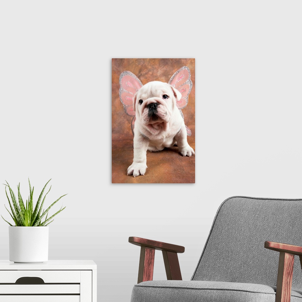 A modern room featuring Bulldog Puppy Wearing Angel Wings
