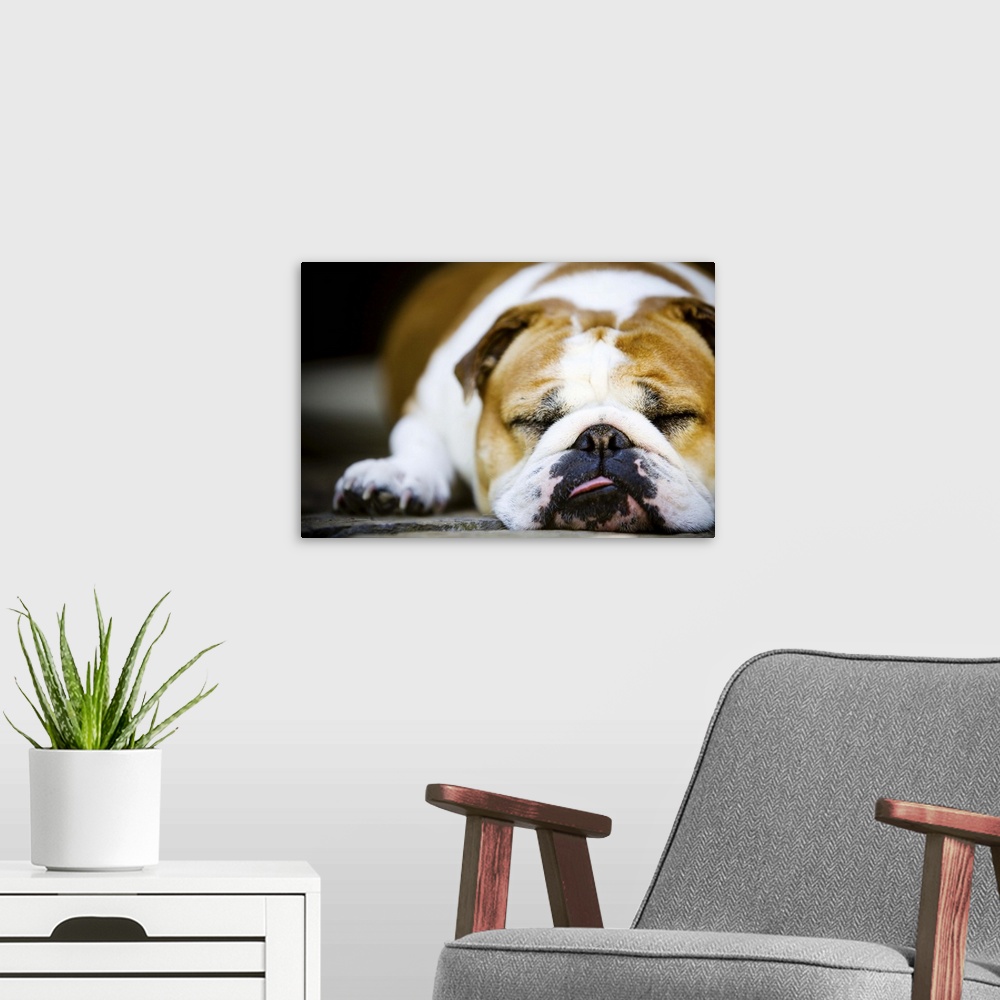 A modern room featuring Bulldog sleeping in the sun with tongue out.