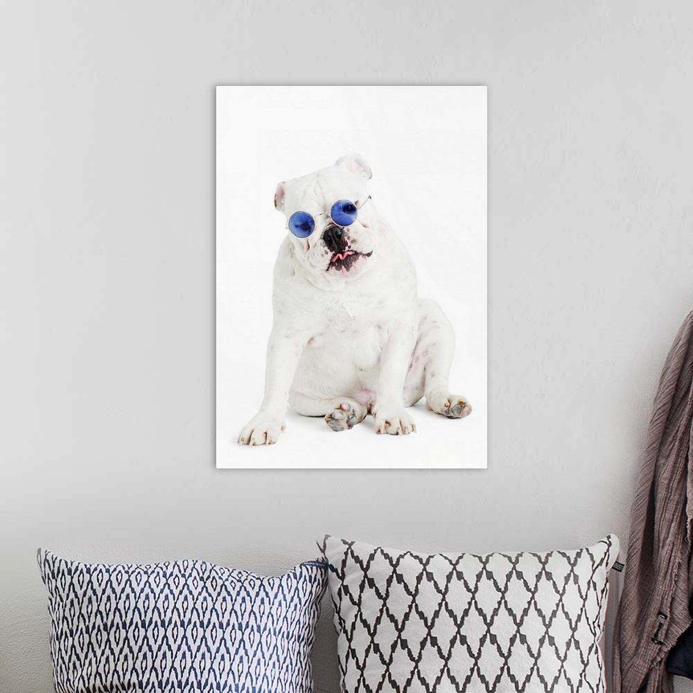 A bohemian room featuring white background, white bulldog, blue tinted glasses, portrait