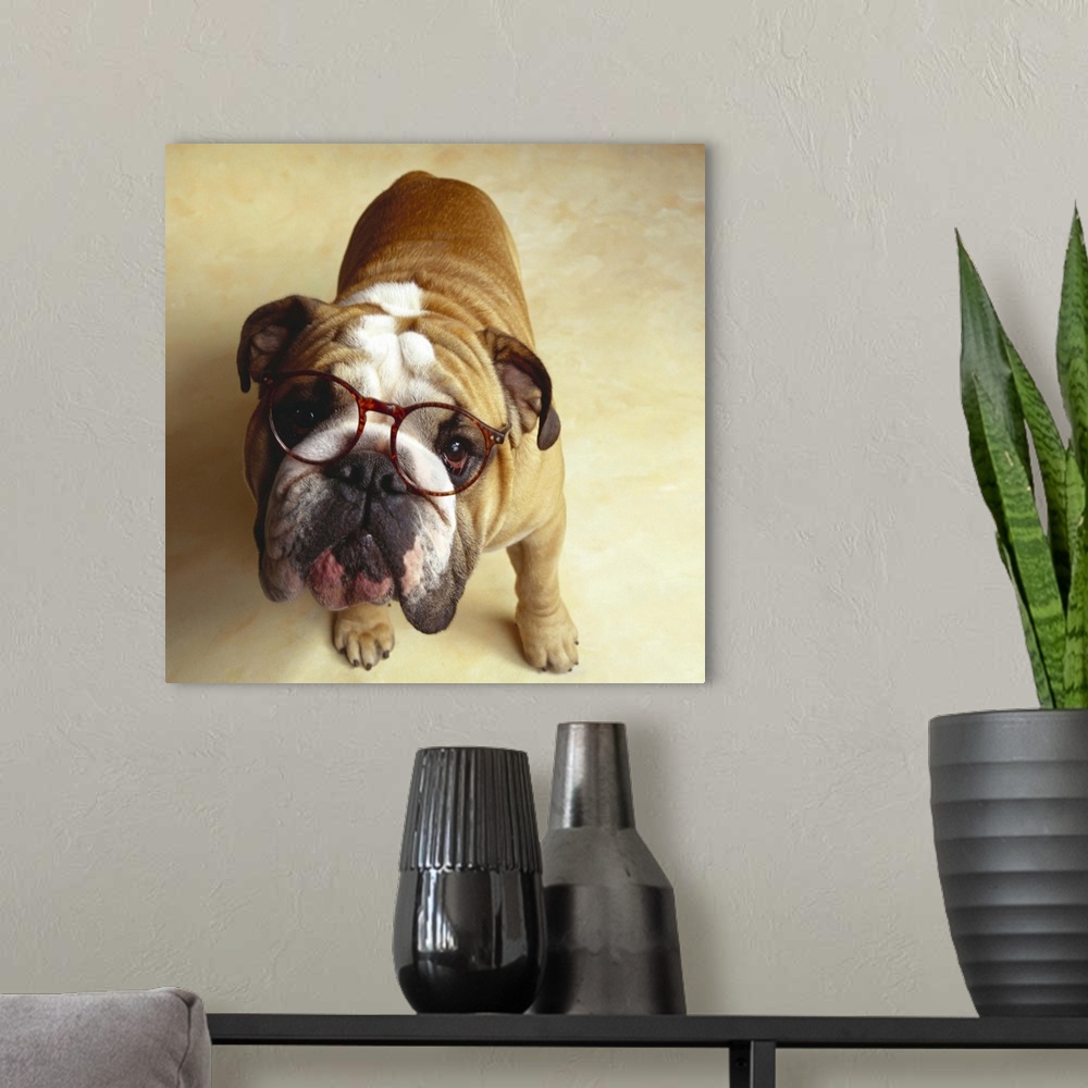 A modern room featuring Bulldog with eyeglasses