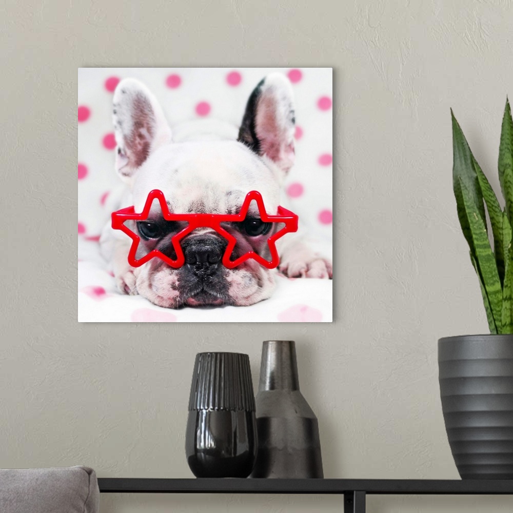 A modern room featuring Bulldog with star glasses, white and pink.
