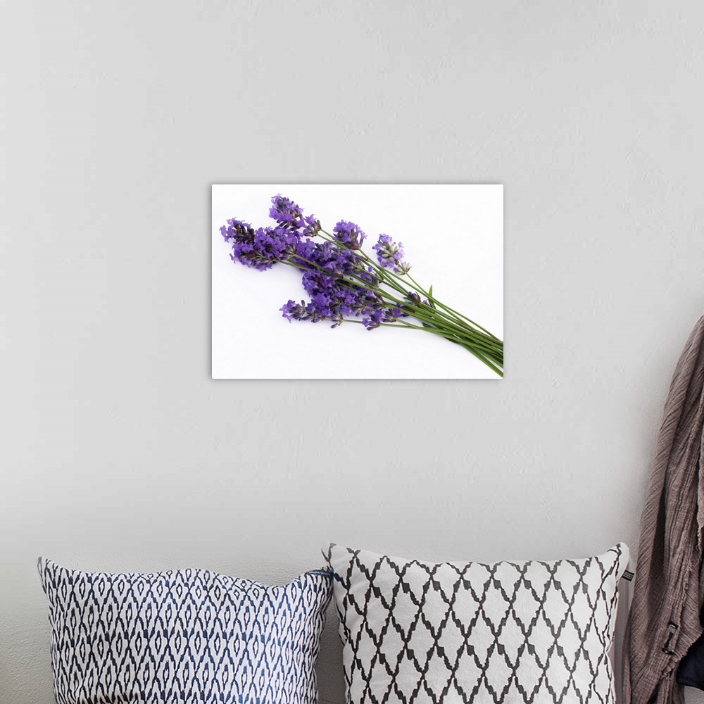 A bohemian room featuring Bunch of fresh lavender flowers, on white background