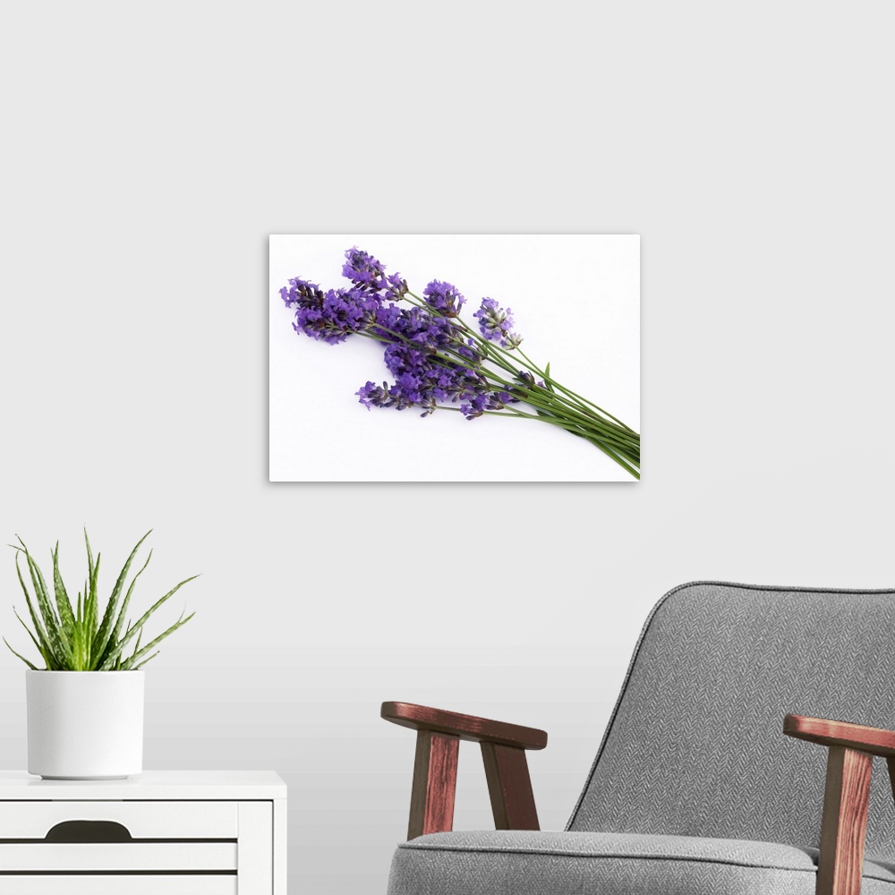 A modern room featuring Bunch of fresh lavender flowers, on white background