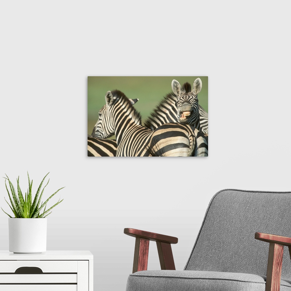 A modern room featuring Burchell's Zebra (Equus burchellii). Tala Private Reserve, KwaZulu Natal Midlands, South Africa