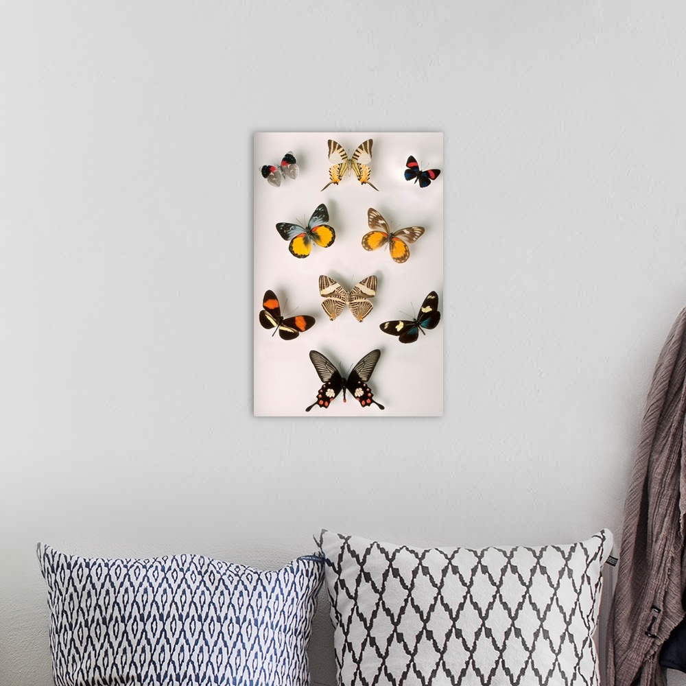 A bohemian room featuring butterflies