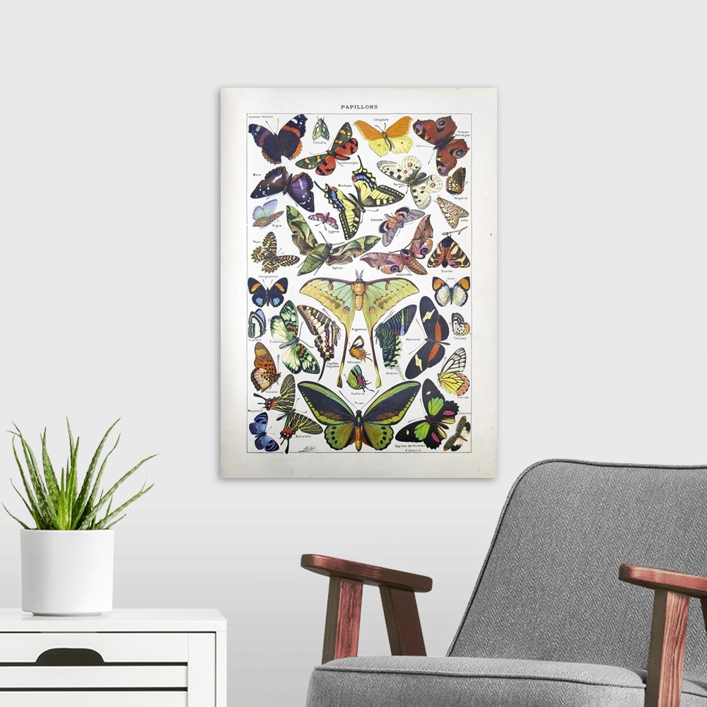 A modern room featuring Old illustration about butterflies by Adolphe Philippe Millot and engraved by Demoulin printed in...
