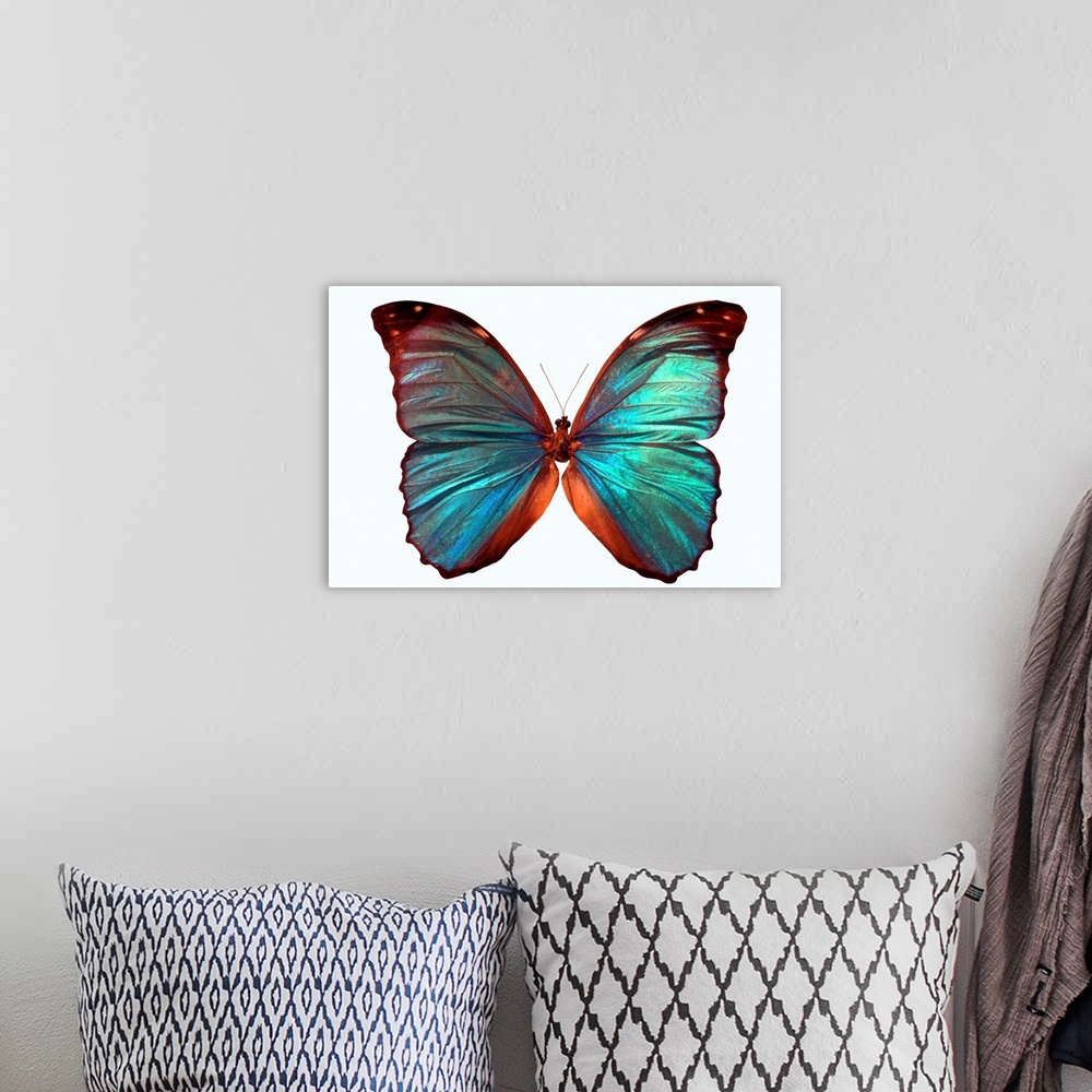 A bohemian room featuring Butterfly