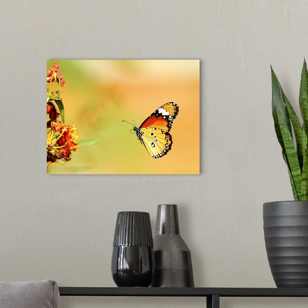 A modern room featuring Butterfly.