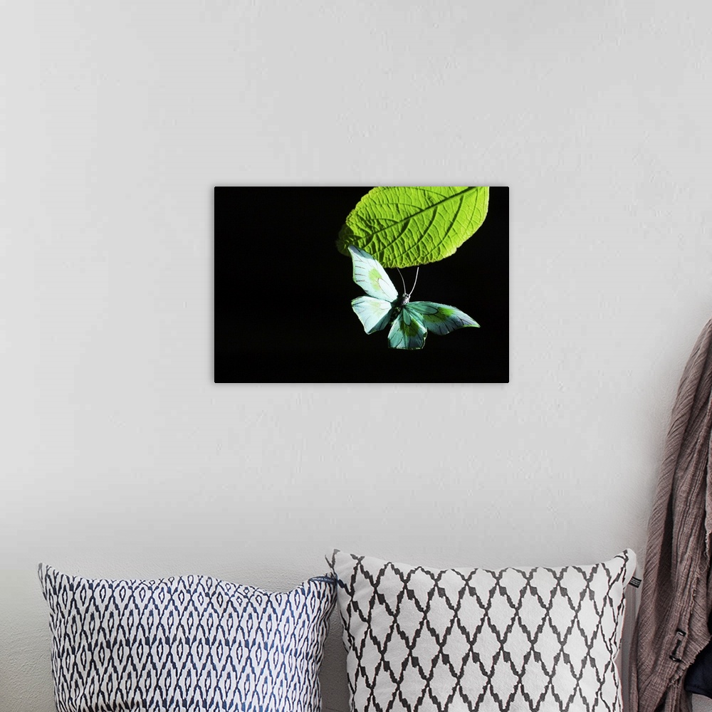 A bohemian room featuring Butterfly flying by leaf