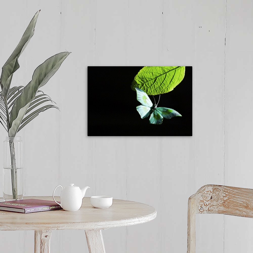 A farmhouse room featuring Butterfly flying by leaf
