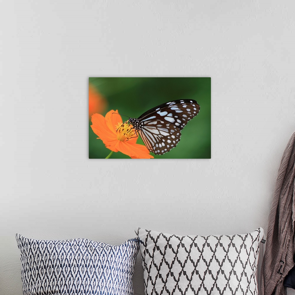 A bohemian room featuring The butterfly counts not months but moments, and has time enough.