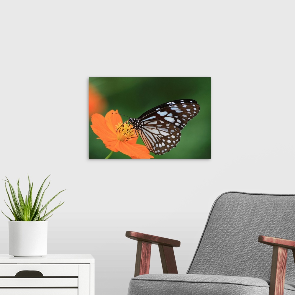 A modern room featuring The butterfly counts not months but moments, and has time enough.