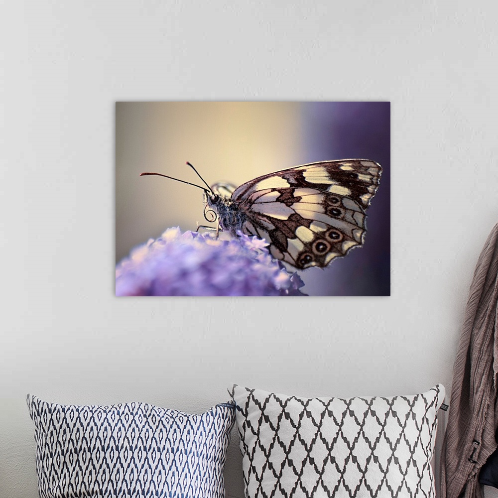 A bohemian room featuring Butterfly on flower.
