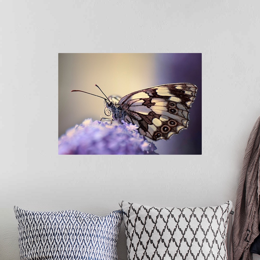 A bohemian room featuring Butterfly on flower.