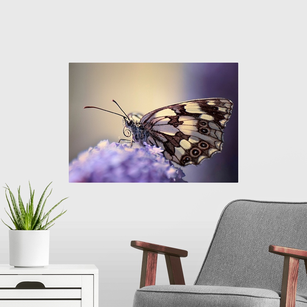 A modern room featuring Butterfly on flower.