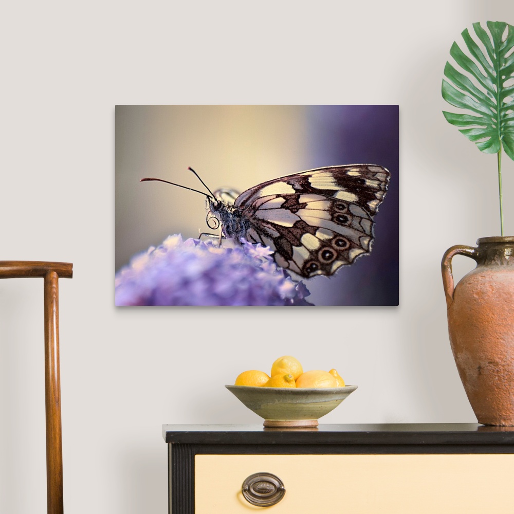 A traditional room featuring Butterfly on flower.