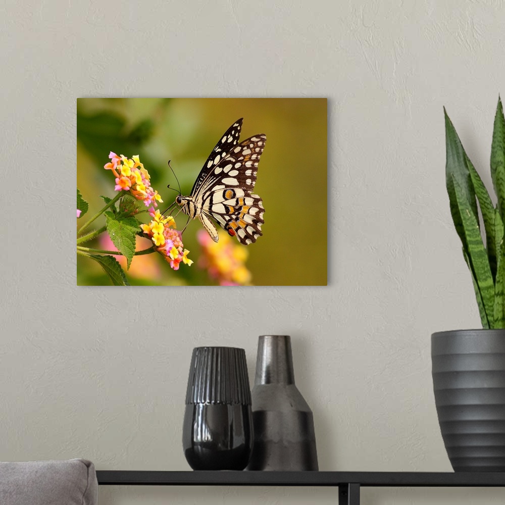 A modern room featuring Butterfly on flower.