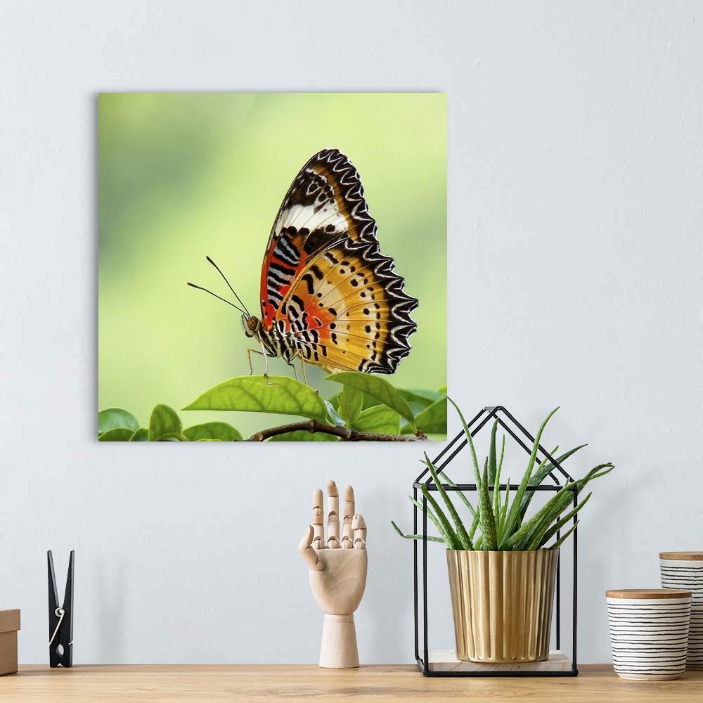 A bohemian room featuring Butterfly on leaves.