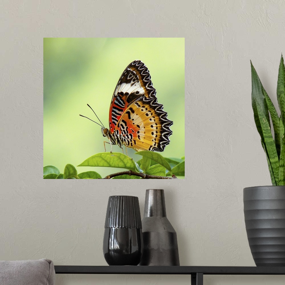 A modern room featuring Butterfly on leaves.